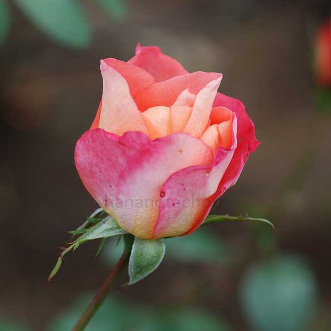 バラ シー パール|花の手帖の薔薇図鑑