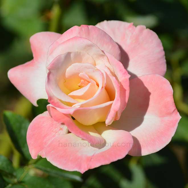 バラ シークレット|花の手帖の薔薇図鑑