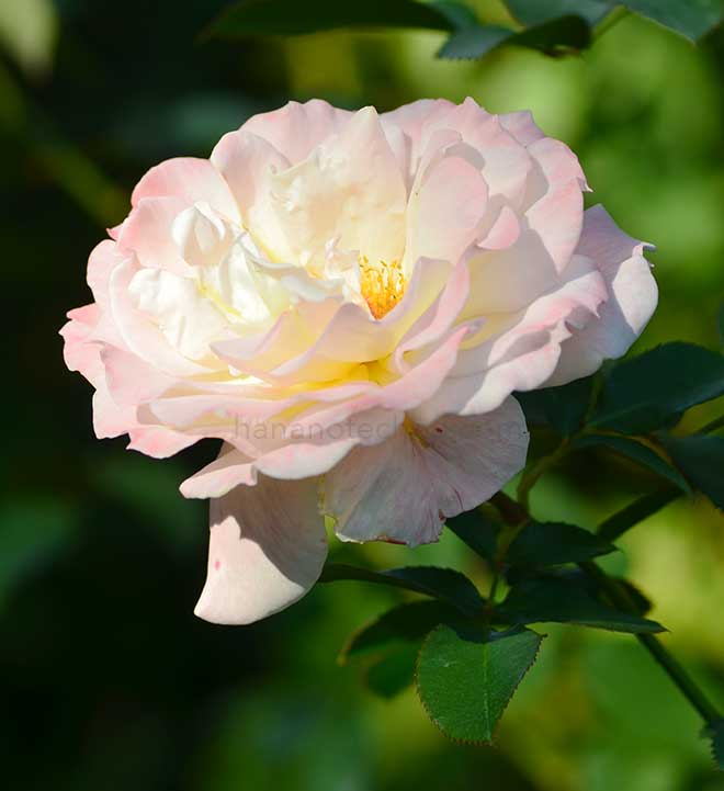 バラ シークレット|花の手帖の薔薇図鑑