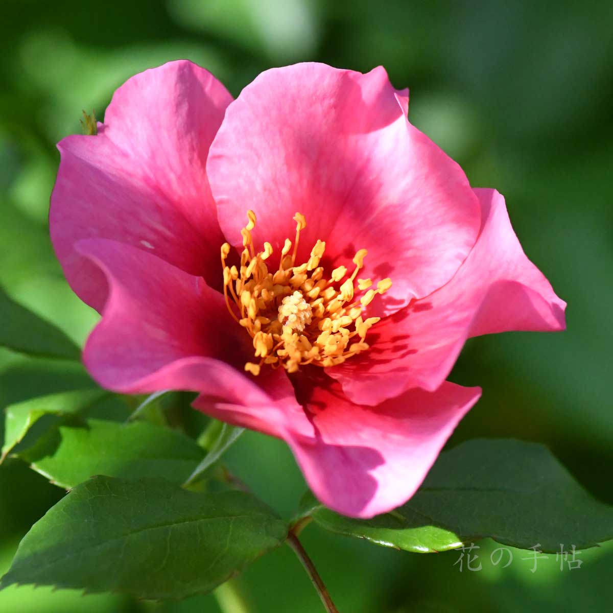 バラ　シーユーインピンク｜花の手帖の薔薇図鑑