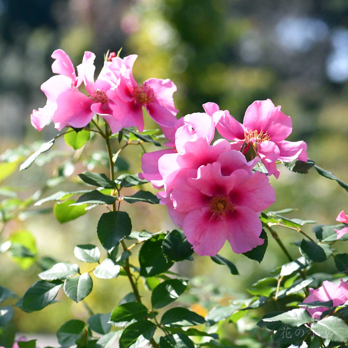 バラ　シーユーインピンク｜花の手帖の薔薇図鑑