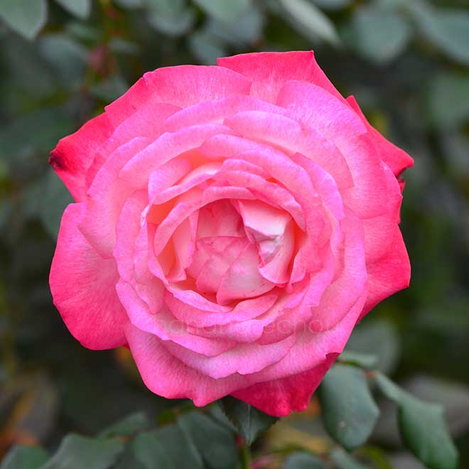 バラ 聖火｜花の手帖の薔薇図鑑