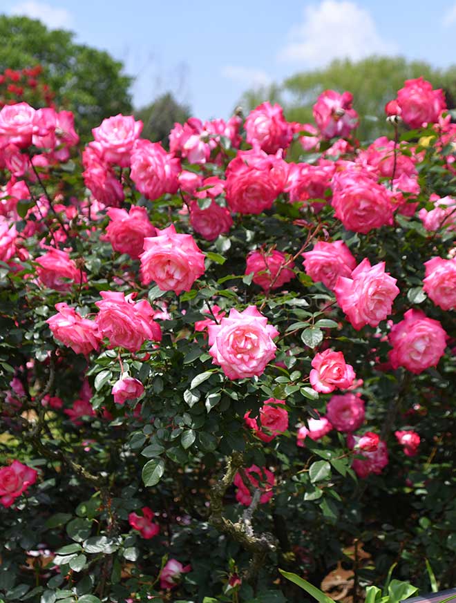 バラ 聖火｜花の手帖の薔薇図鑑