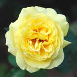 バラ 星光｜花の手帖の薔薇図鑑