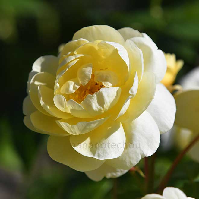 バラ セレンディピティ|花の手帖の薔薇図鑑