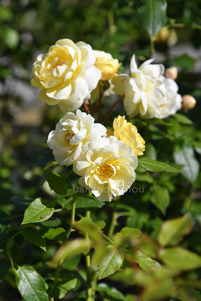 バラ セレンディピティ|花の手帖の薔薇図鑑