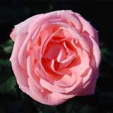 バラ セブンティーン｜花の手帖の薔薇図鑑