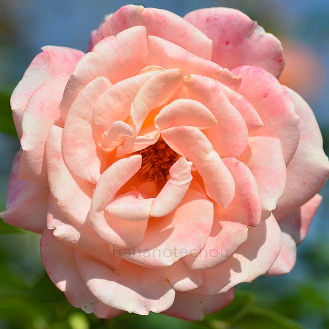 バラ ｜花の手帖の薔薇図鑑