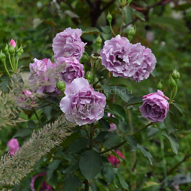 バラ シャドウ オブ ザ ムーン｜花の手帖の薔薇図鑑