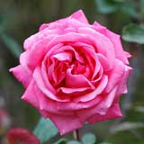 バラ シャノン｜花の手帖の薔薇図鑑