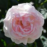 バラ シャリファ アスマ|花の手帖の薔薇図鑑