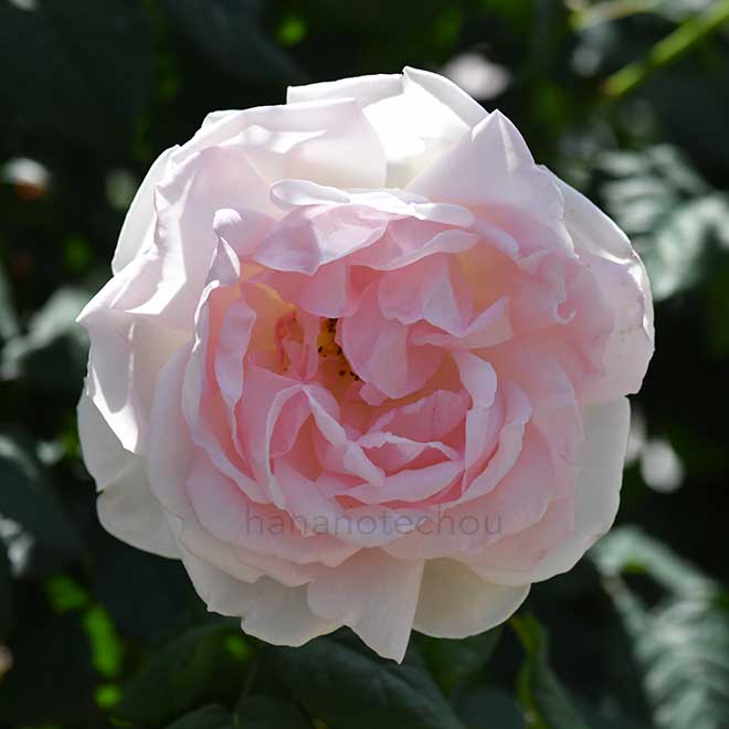 バラ シャリファ アスマ
｜花の手帖の薔薇図鑑