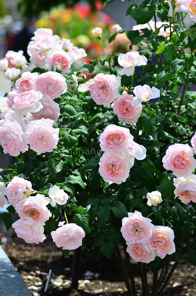 バラ シャリファ アスマ
｜花の手帖の薔薇図鑑