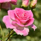 バラ シェアリング ア ハピネス｜花の手帖の薔薇図鑑