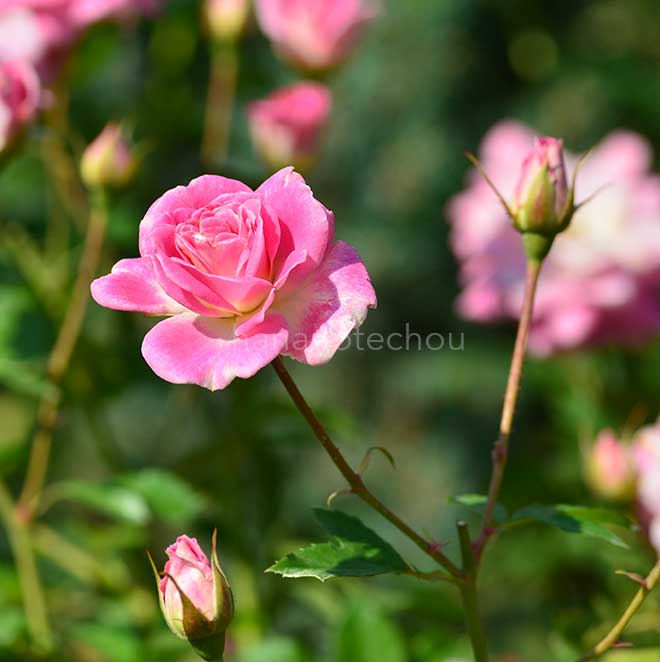 バラ シェアリング ア ハピネス｜花の手帖の薔薇図鑑