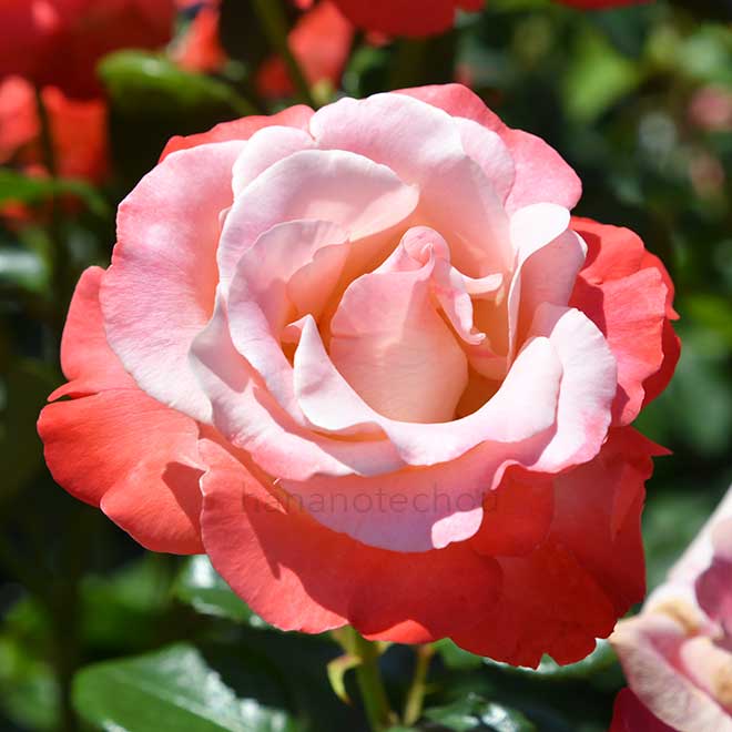 バラ シェア マジック|花の手帖の薔薇図鑑