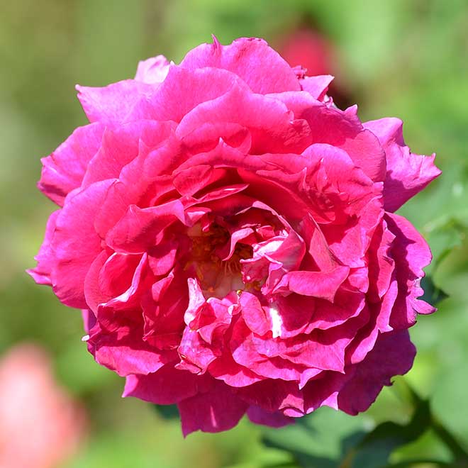 バラ シェエラザード｜花の手帖の薔薇図鑑