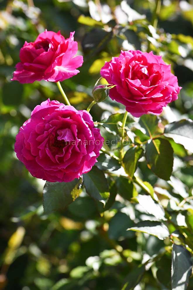 バラ シェエラザード｜花の手帖の薔薇図鑑