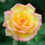 バラ シェイラズパルファン｜花の手帖の薔薇図鑑