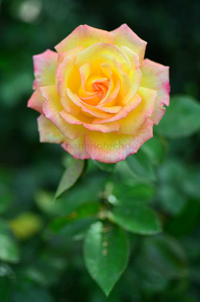 バラ シェイラズ パルファン|花の手帖の薔薇図鑑