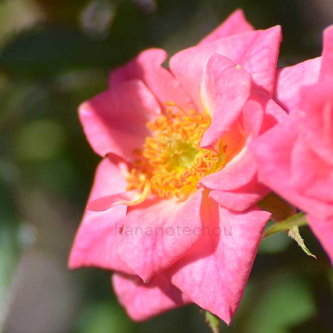 バラ シャーベットフィズ｜花の手帖の薔薇図鑑