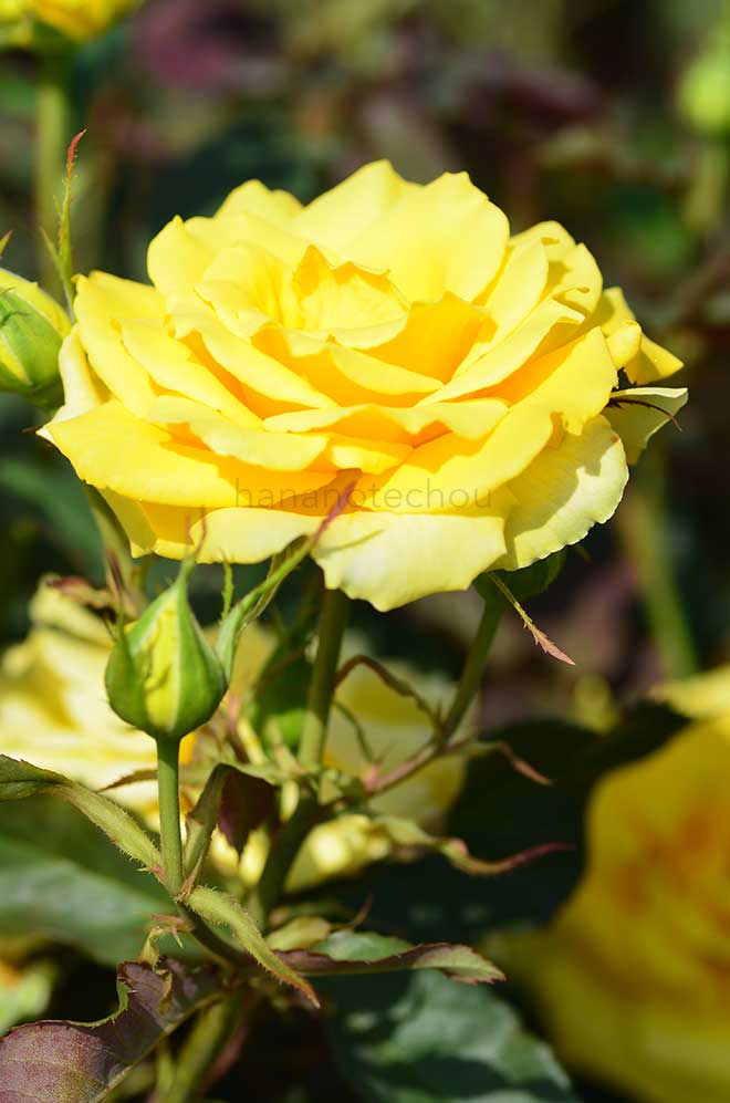 バラ シャイニング アワー｜花の手帖の薔薇図鑑