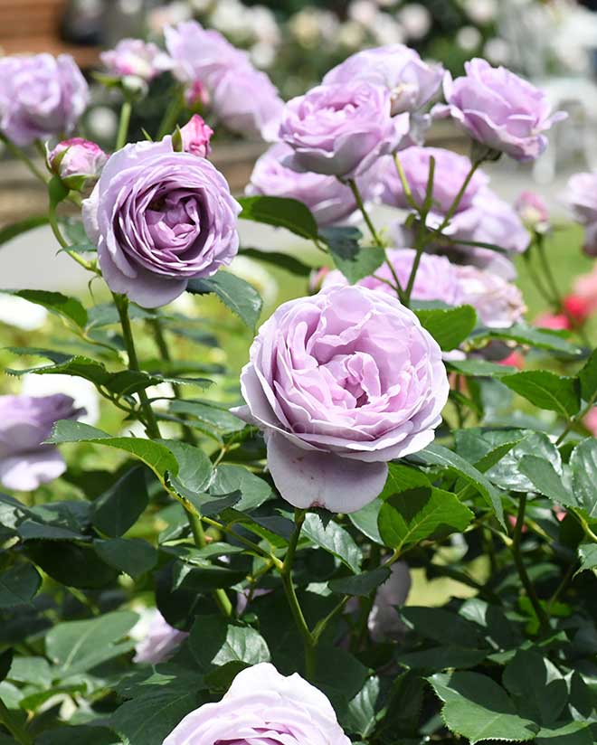 バラ しのぶれど｜花の手帖の薔薇図鑑