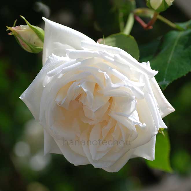 バラ 新雪|花の手帖の薔薇図鑑