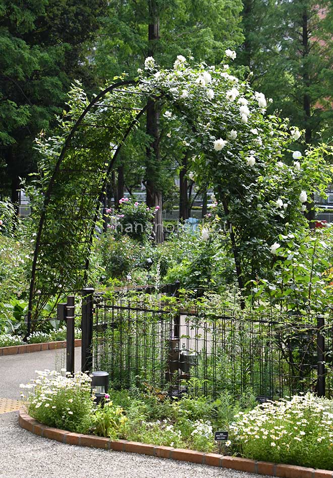 バラ 新雪|花の手帖の薔薇図鑑