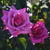 バラ 紫雲｜花の手帖の薔薇図鑑