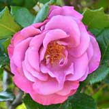 バラ ショッキングブルー｜花の手帖の薔薇図鑑