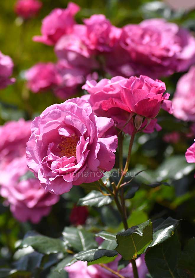 バラ ショッキング ブルー｜花の手帖の薔薇図鑑