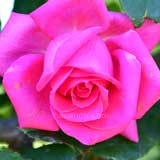 バラ ショーガール｜花の手帖の薔薇図鑑