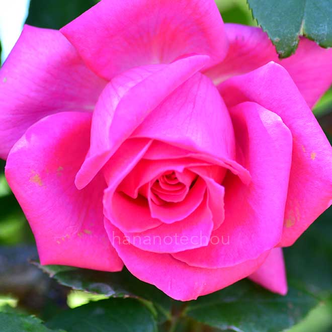 バラ ショーガール｜花の手帖の薔薇図鑑