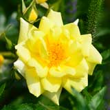 バラ ショウミーサンシャイン｜花の手帖の薔薇図鑑