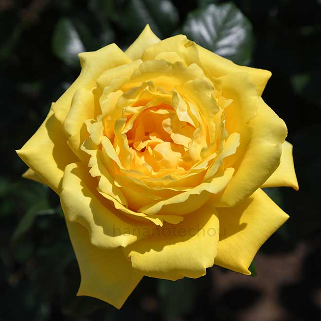 バラ 秋月｜花の手帖の薔薇図鑑