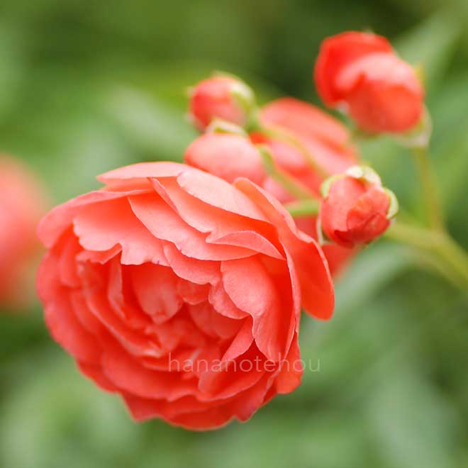 バラ 珠玉|花の手帖の薔薇図鑑