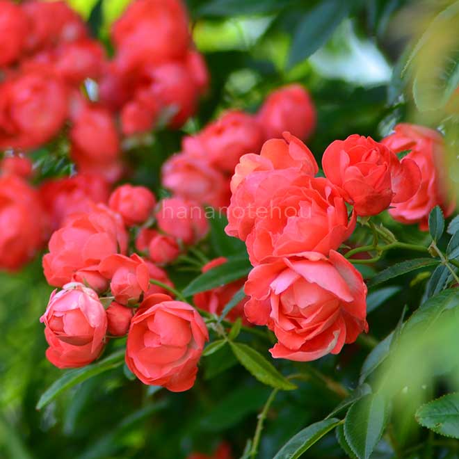 バラ 珠玉|花の手帖の薔薇図鑑