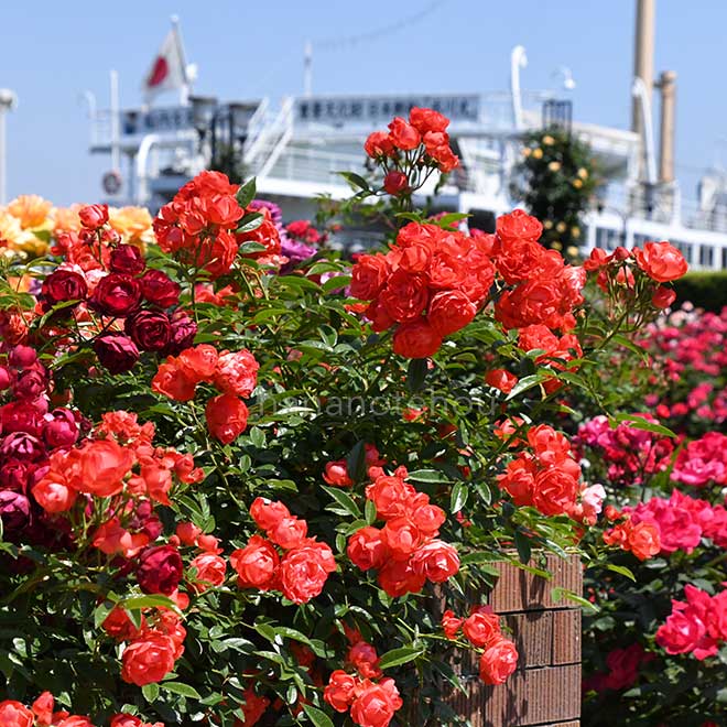 バラ 珠玉|花の手帖の薔薇図鑑