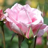 バラ 春芳|花の手帖の薔薇図鑑