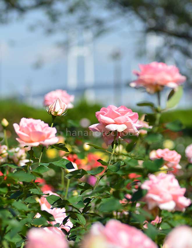 バラ 春芳｜花の手帖の薔薇図鑑