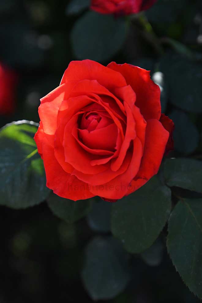 バラ 朱王｜花の手帖の薔薇図鑑