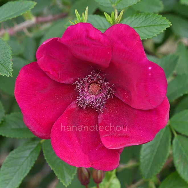 バラ シビュラ|花の手帖の薔薇図鑑