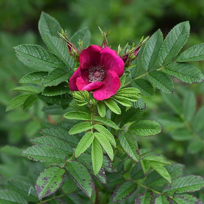 バラ シビュラ|花の手帖の薔薇図鑑