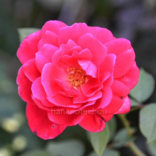 バラ シエンプレ|花の手帖の薔薇図鑑