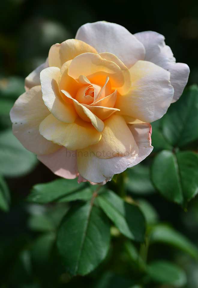 バラ サイ セイバー
｜花の手帖の薔薇図鑑