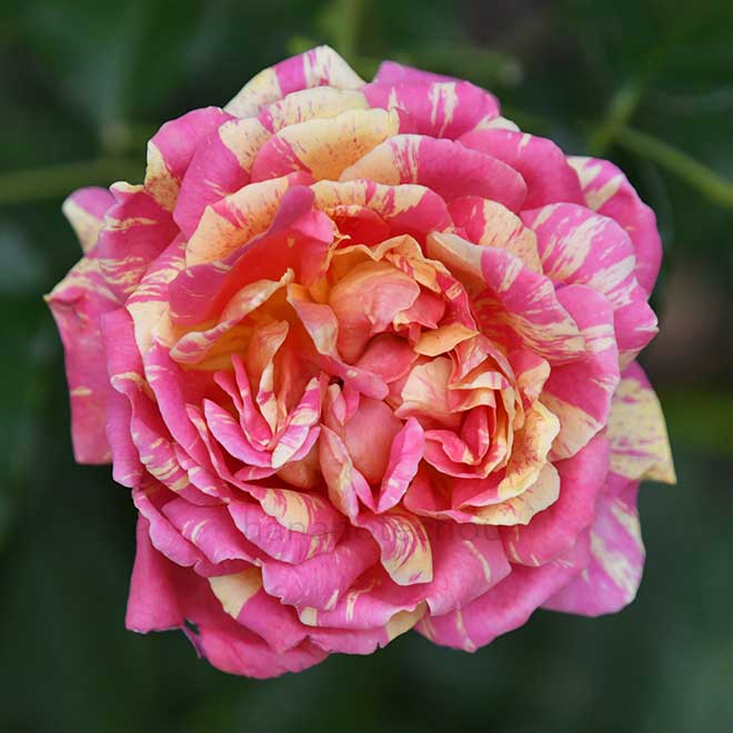 バラ 四季の香｜花の手帖の薔薇図鑑