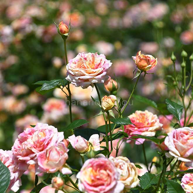 バラ 四季の香｜花の手帖の薔薇図鑑