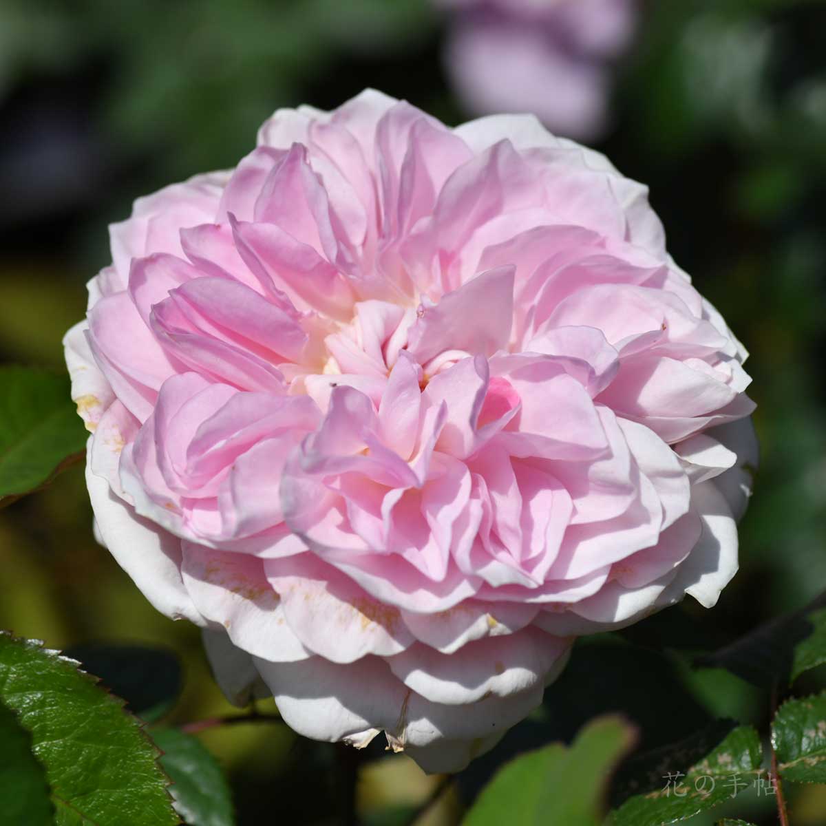 バラ サイラス マーナー|花の手帖の薔薇図鑑