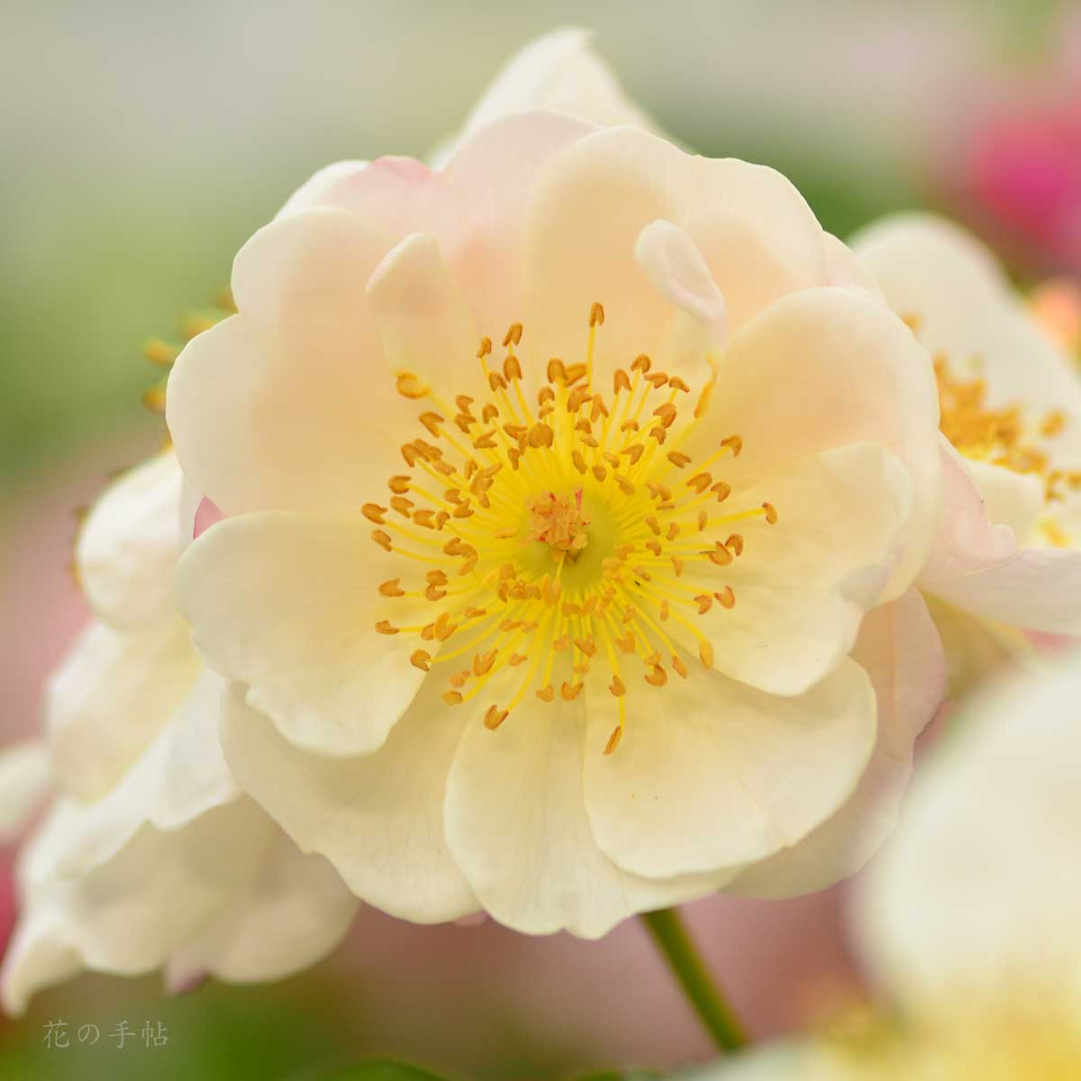 バラ サイレントクラウド｜花の手帖の薔薇図鑑
